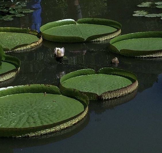 Studying the Relationship between Neonatal Sepsis and&nbsp;COVID-19